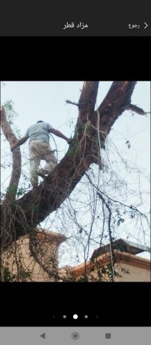 مزارع ومقطع اشجار