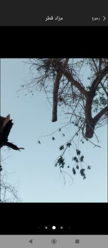 مقطع اشجار