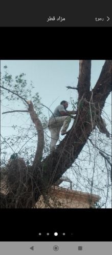 نقوم بعمل قطع الاشجار