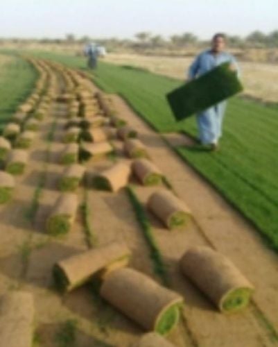 يوجد لدينا عشب