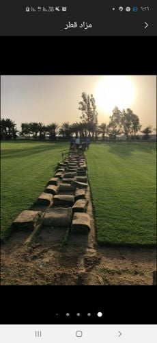 عشب طبيعي وصناعي للبيع
