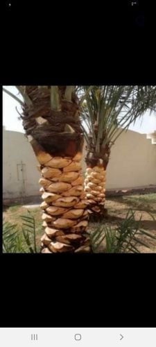 نخيل خدمات