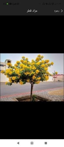 زراعه الاشجار المثمره