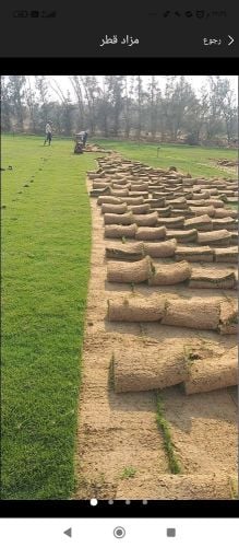 زراعه العشب