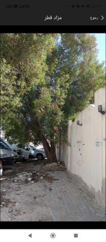 مزارع ومقطع اشجار