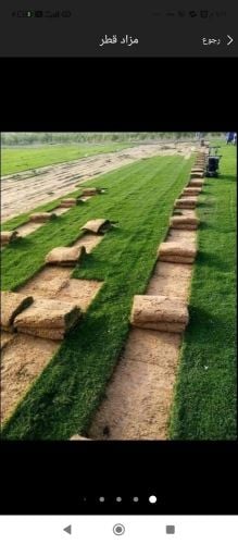 عشب طبيعي للبيع