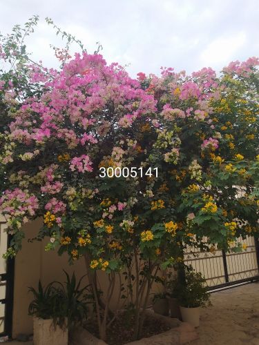 مشرف تنسيق حدائق