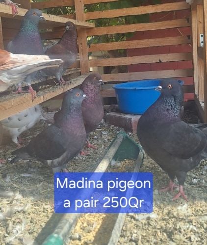 Madina pigeon