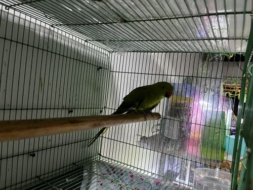 Indian Ringneck 