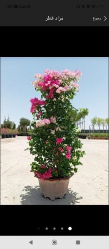 عمل صيانه الحدائق