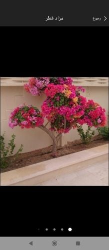 مزارع ومنسق حدائق