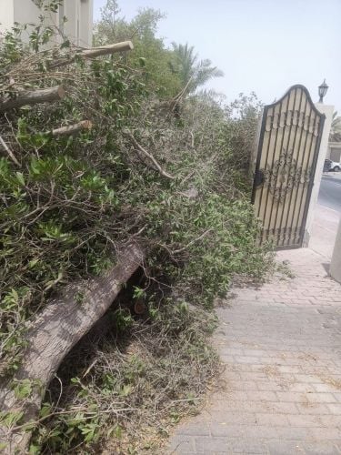 تقطيع أشجار ونخل وعشب وتنسيق حديق