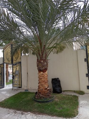 تكريب النخل