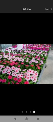 زراعه الورود والعشب