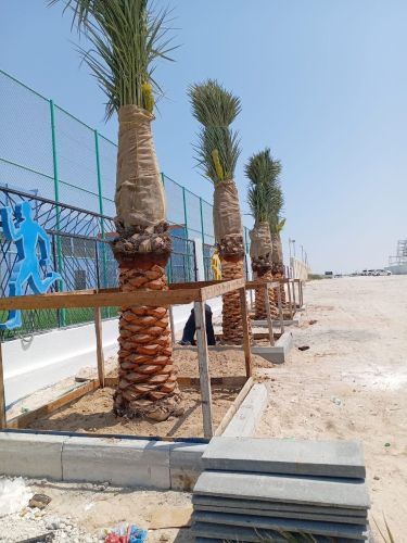 تركيب وتنظيف وبيع النخل