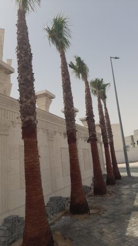 اشجار وشنطونيا