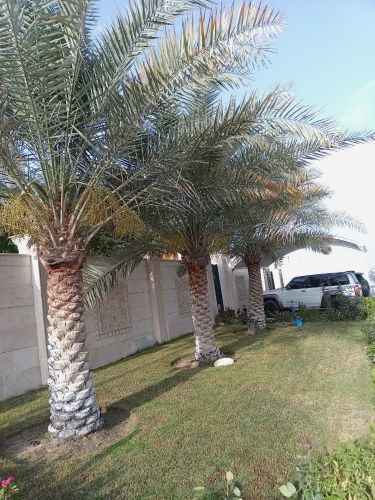 ترتيب النخل