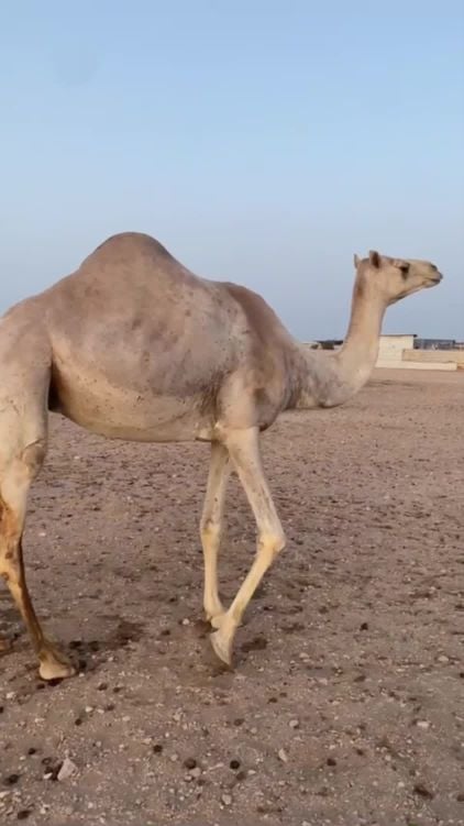 ناقه طيبه