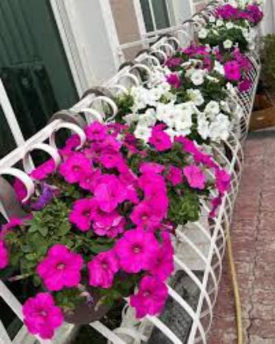 Gardener  from Pakistan