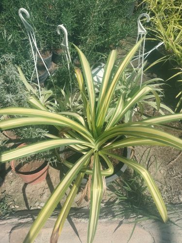 خبره فى شبكات الرى
