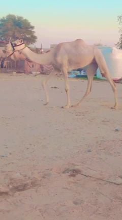 حقه بنت دخان