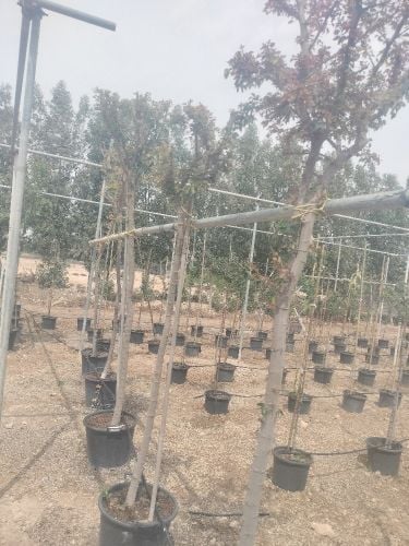 اشجار مثمره وزينه