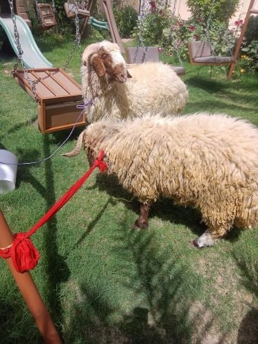 قصاب أعياد ومناسبات