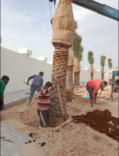 النخيل