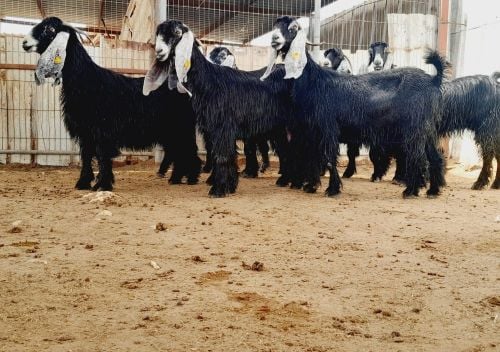 معزاء عوارض فاخرة