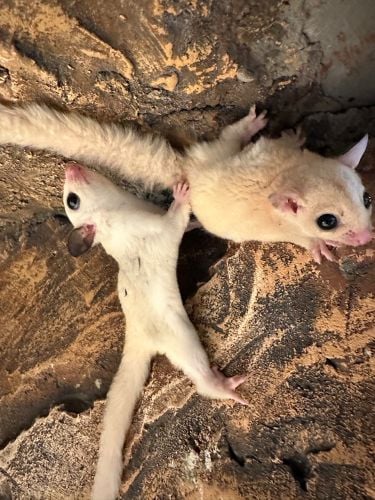 white sugar glider 
