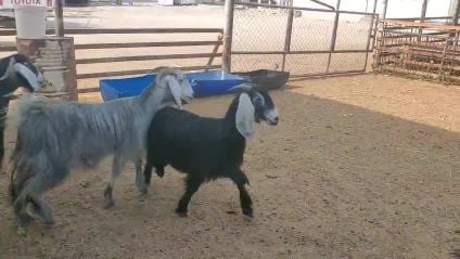 اللبيع عوراض