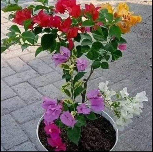 مهندس زراعي