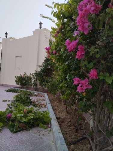 صيانه ومتابعة شهريه للحدائق