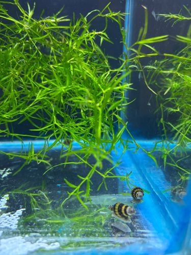 assassin snails for sale 