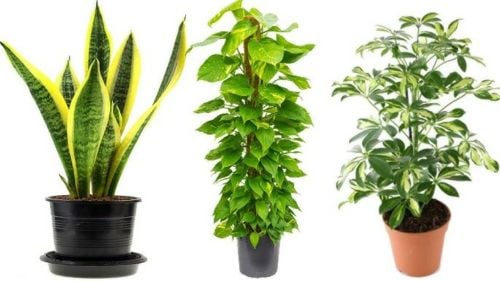 نباتات داخليه منزليه