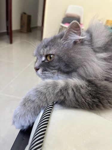 لولو