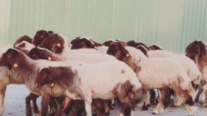 مطلوب جميع انواع الحلال