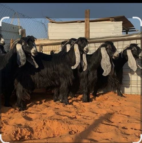 مطلوب معزه عوارض