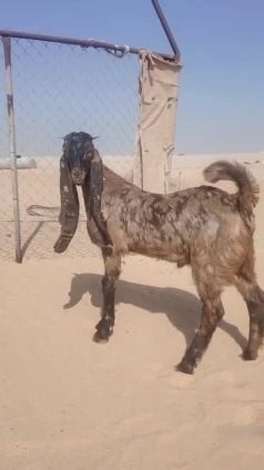 مطلوب معزا حجازيات باكستانيات