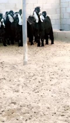 فحول فاخره عوارض 