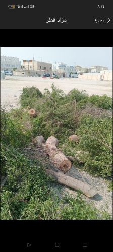 تقطيع وإزالة النخيل والأشجار