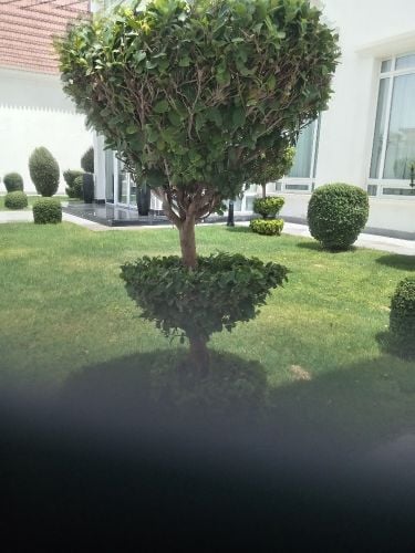صيانه الحديقه وترتيبها