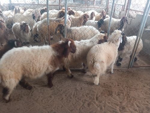 نشتري شويهات ماعز خرفان