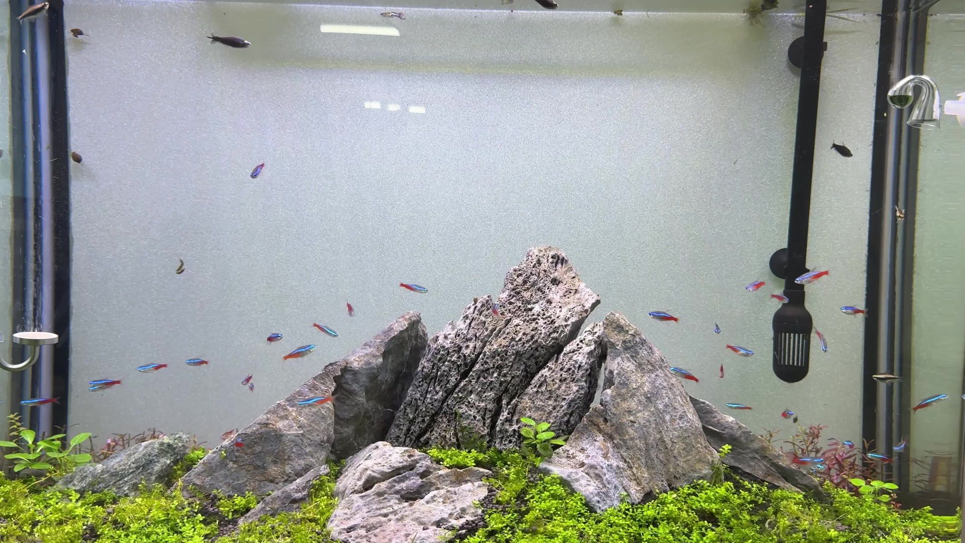 حوض السمك أكوا سكيب