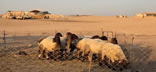 مطلوب جميع انواع الحلال