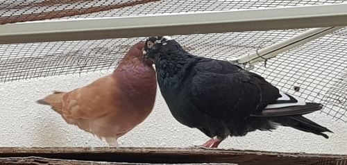 my pigeon is very good healthily