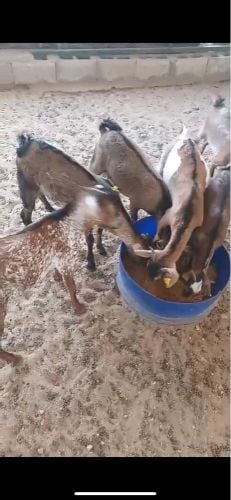 تيوس ٣ شهور