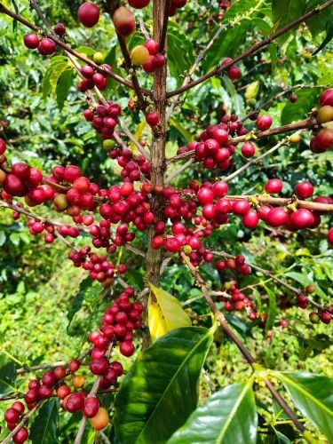 coffee farm