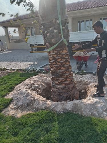توريد وزراعة النخيل
