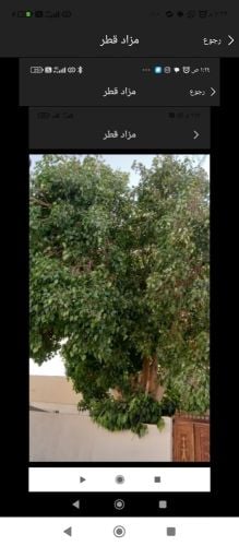 مزارع ومقطع اشجار